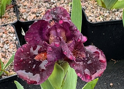 Iris 'Minidragon'